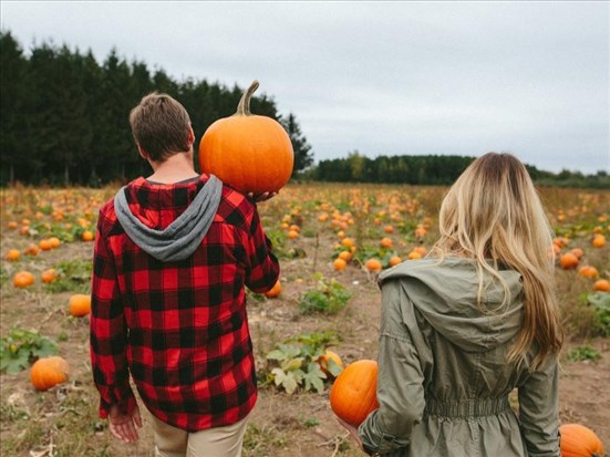 L’autocueillette de citrouilles et de courges toujours populaire 