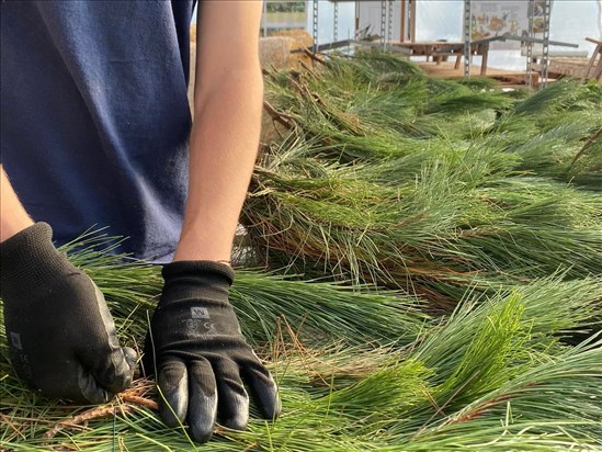 Les sapins de Noël, de la forêt jusqu’à votre salon  