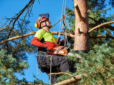 Quelles sont les tâches régulières d’un arboriculteur?