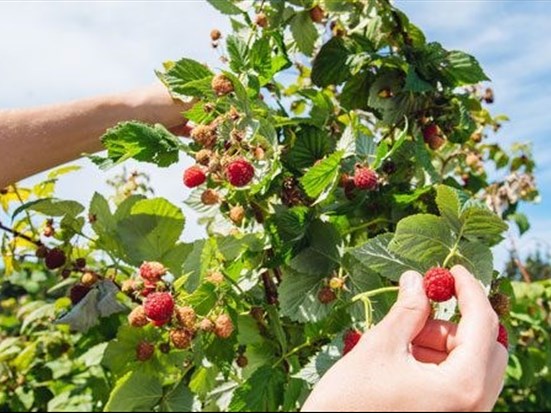 Les framboises du Domaine Le Cageot à l'honneur 